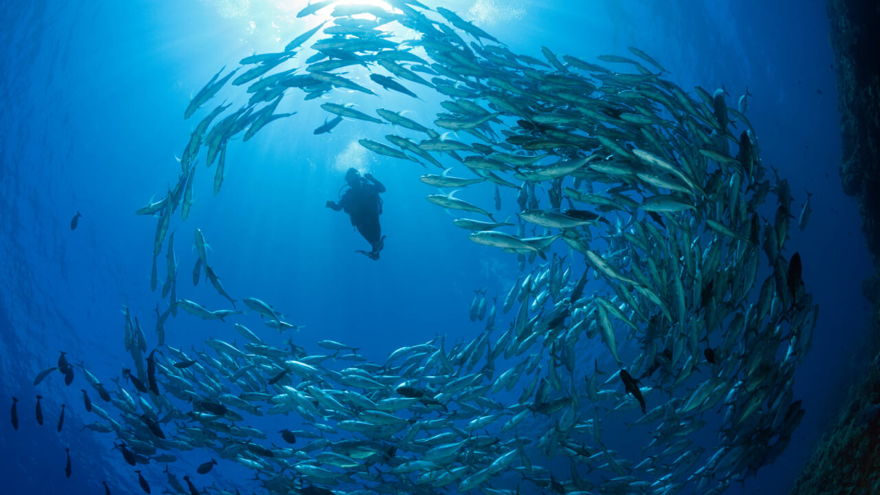 Diver Карьера в Байер